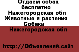 Отдаем собак бесплатно - Нижегородская обл. Животные и растения » Собаки   . Нижегородская обл.